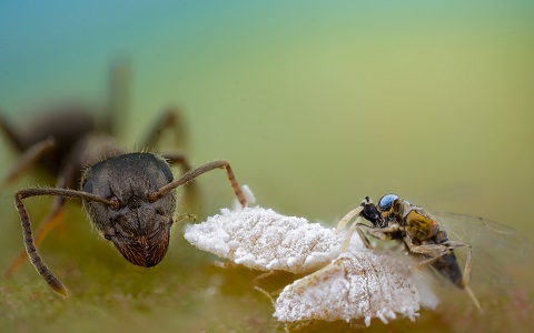 Una hormiga Lasius grandis defiende a una cochinilla algodonosa de una avispa parasitoide. Autor: Ãngel Plata (IVIA) Avispillas parasitoides son capaces de eludir la presencia de hormigas